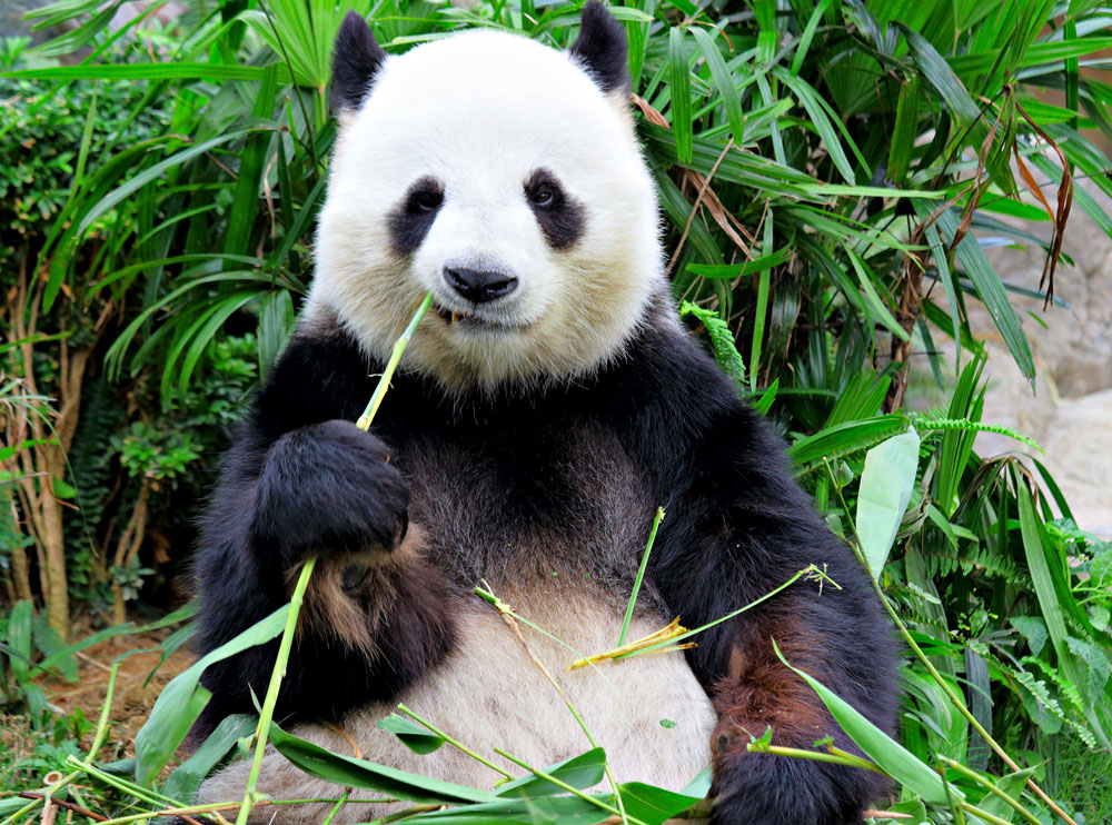 10 трюков библиотеки Python Pandas, которые вам нужны